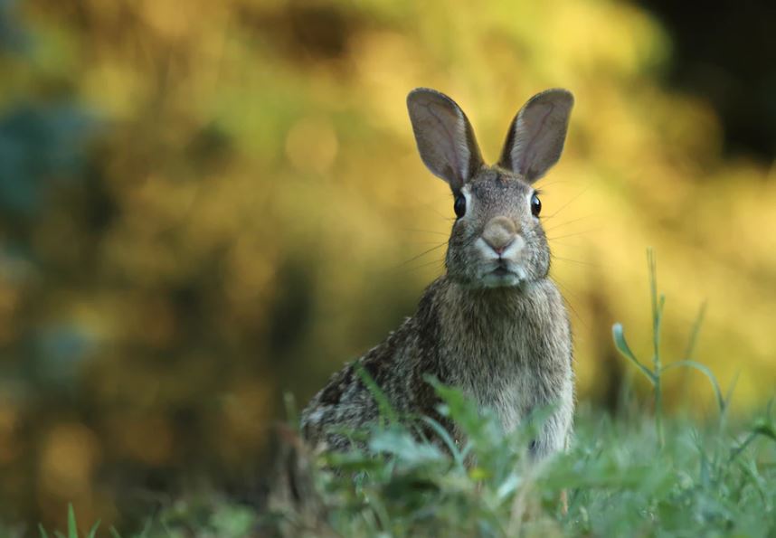 Hare in grass looking at camera; future of work 
